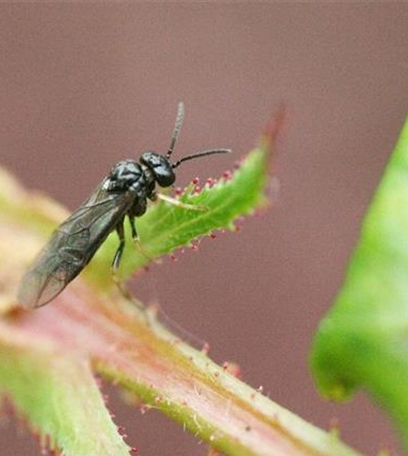 Blattrollwespe an Rosen