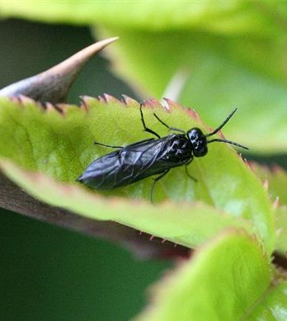 Blattrollwespe an Rosen