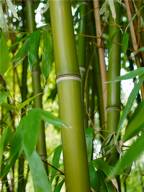 Phyllostachys viridiglaucescens, Grner Pulver Bambus