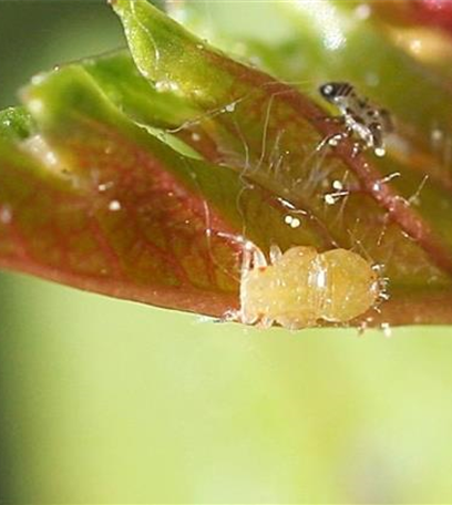 Blattsauger oder Blattfloh an Weißdorn