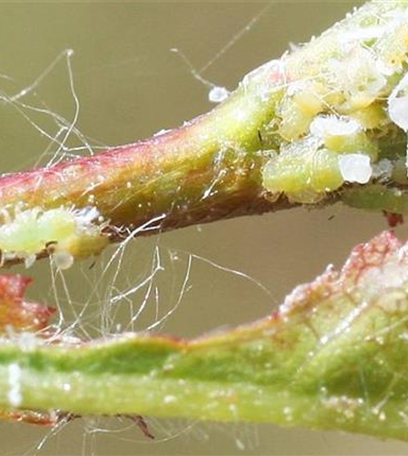 Blattsauger oder Blattfloh an Weißdorn