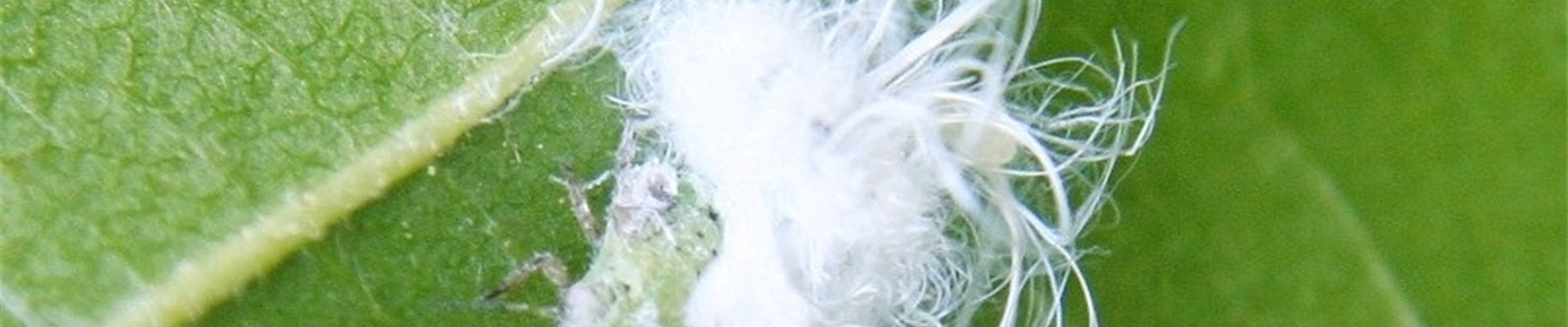 Alnusblattfloh3-800x600