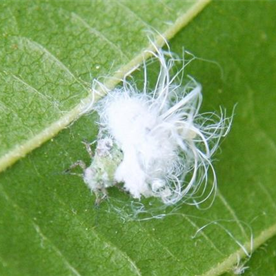 Blattsauger oder Blattfloh an Erlen