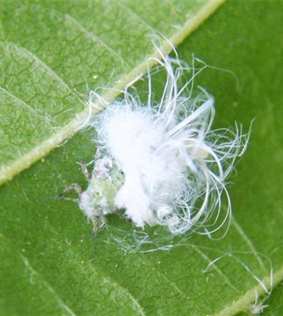 Blattsauger oder Blattfloh an Erlen