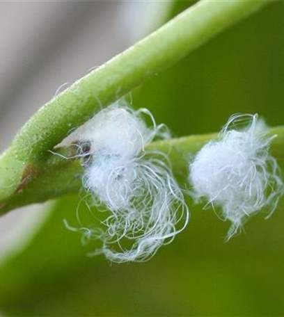 Blattsauger oder Blattfloh an Erlen