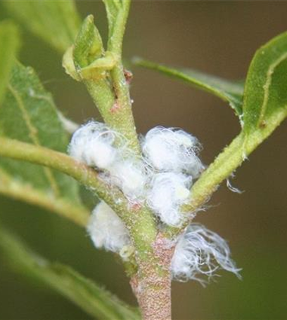 Blattsauger oder Blattfloh an Erlen
