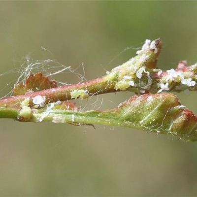 Blattsauger oder Blattfloh an Weißdorn