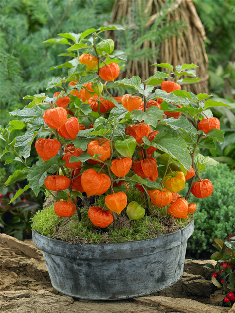 blumen saatgut Tagetes Blumen Saatgut – Farbenfrohe Blüten main image 1