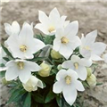 Platycodon grandiflorus 'Albus'