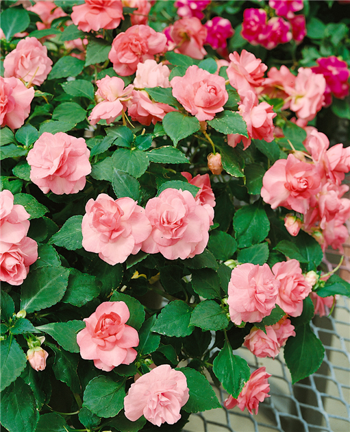 Impatiens walleriana, gefllt, Fleiiges Lieschen