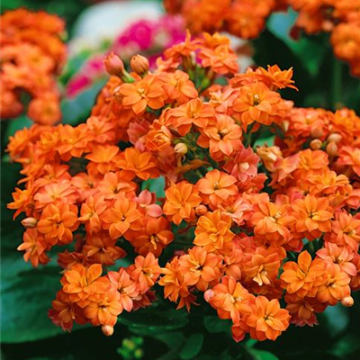 Kalanchoe 'Calandiva'®