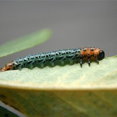 Blattwespen an Weiden