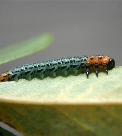 Blattwespen an Weiden