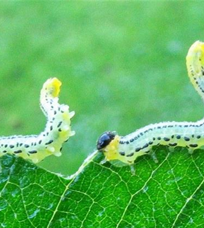 Blattwespen an Weiden