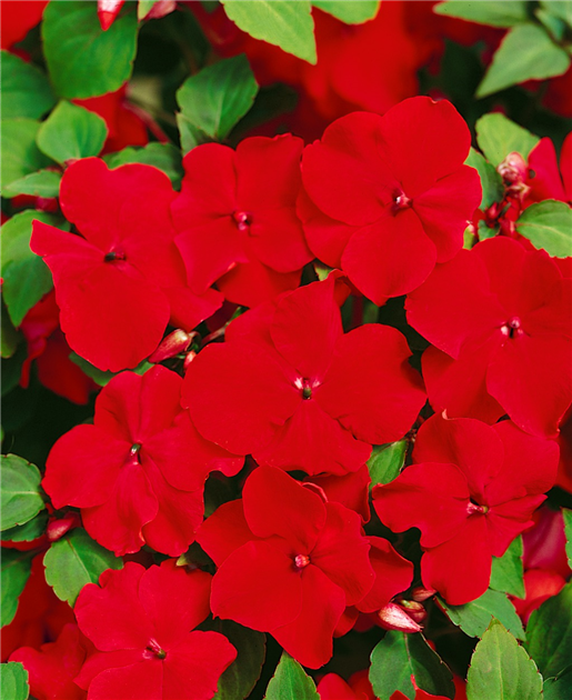 Fleißige Lieschen Mix - Impatiens Walleriana - Blume - 20 Samen