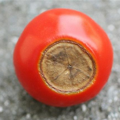 Blütenendfäule an Tomaten