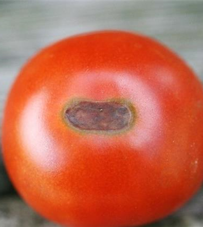 Blütenendfäule an Tomaten