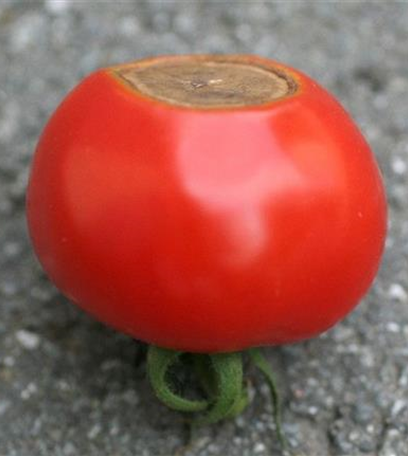 Blütenendfäule an Tomaten