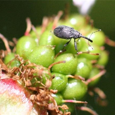 Erdbeerblütenstecher