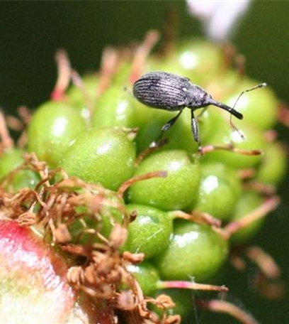 Erdbeerblütenstecher