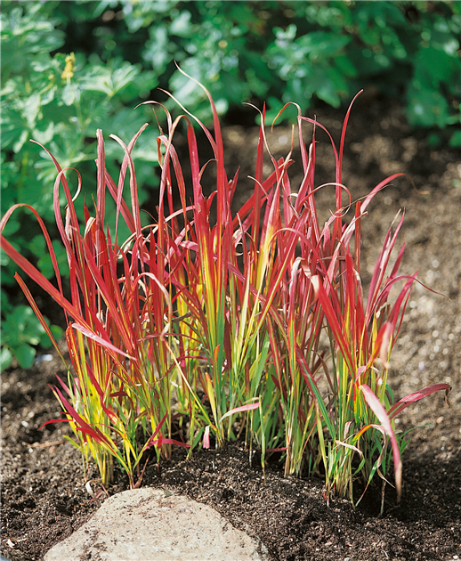 Imperata cylindrica, Japanisches Blutgras