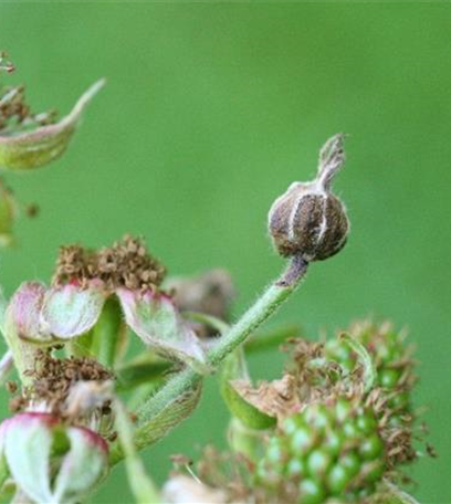 Blütenstecher an Brombeeren