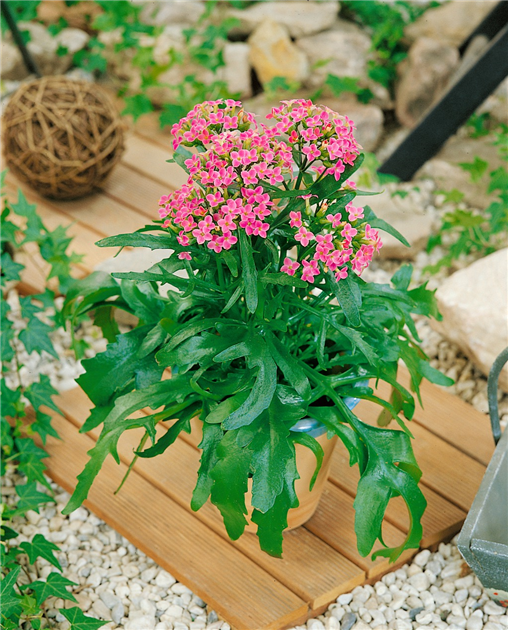 Kalanchoe blossfeldiana Queen Roseflowers