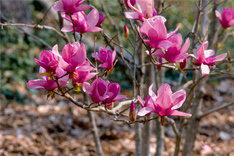 Magnolia-x-soulangeana-Alexandrina-1200x630-proportionalbiggest.webp