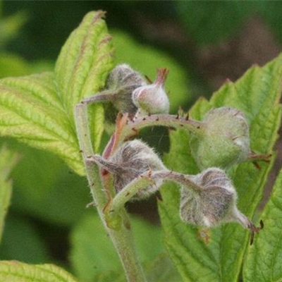 Blütenstecher an Himbeeren