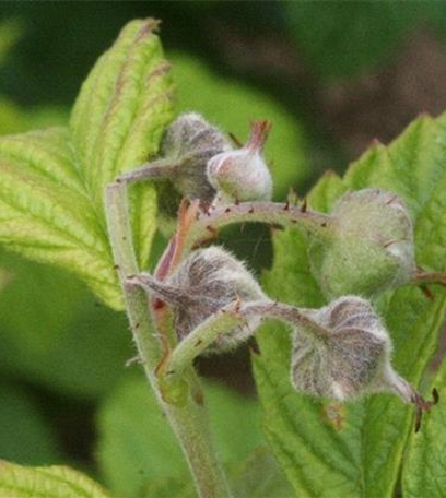 Blütenstecher an Himbeeren