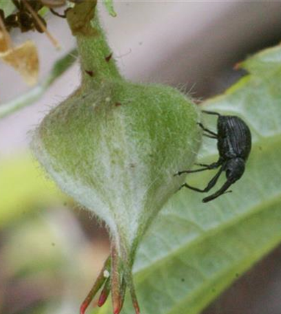 Blütenstecher an Himbeeren