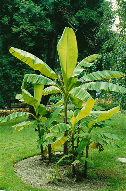 Musa basjoo, Japanische Faserbanane