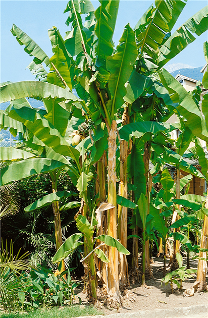 Musa basjoo, Japanische Faserbanane