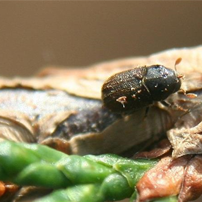 Borkenkäfer an Scheinzypressen