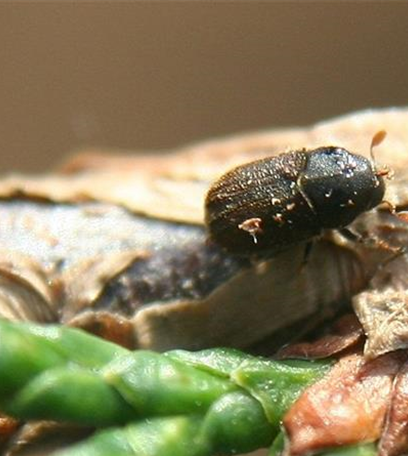 Borkenkäfer an Thuja