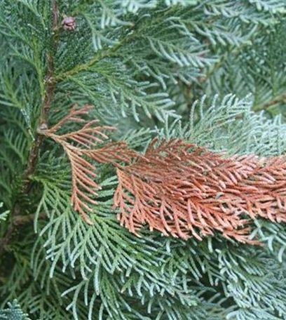 Borkenkäfer an Scheinzypressen