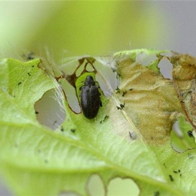 Buchenspringrüssler