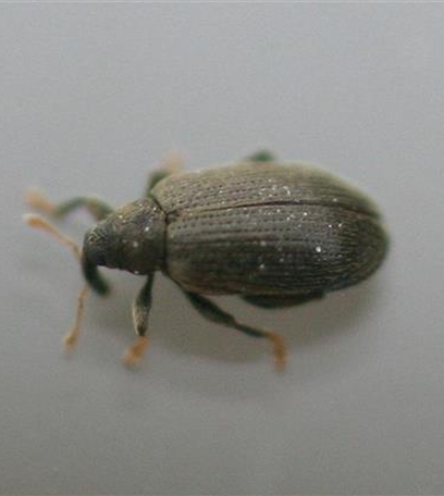 Buchenspringrüssler