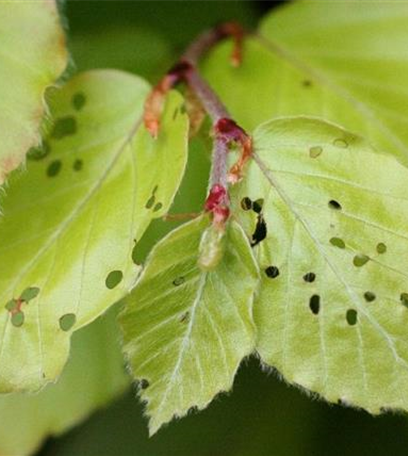 Buchenspringrüssler
