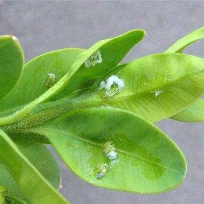 Buchsbaumblattsauger oder Buchsbaumblattfloh