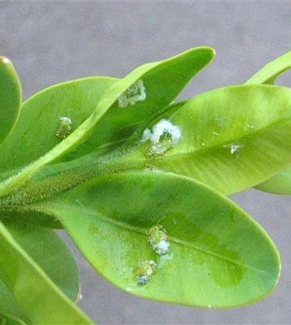 Buchsbaumblattsauger oder Buchsbaumblattfloh