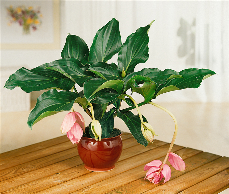 alocasia frydek variegata rhizom Variegated Alocasia Frydek For Sale Including Care Guide