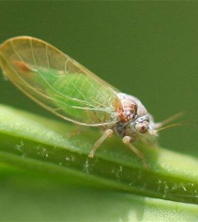 Buchsbaumblattsauger oder Buchsbaumblattfloh