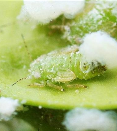 Buchsbaumblattsauger oder Buchsbaumblattfloh