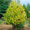 Liriodendron tulipifera 'Glen Gold'
