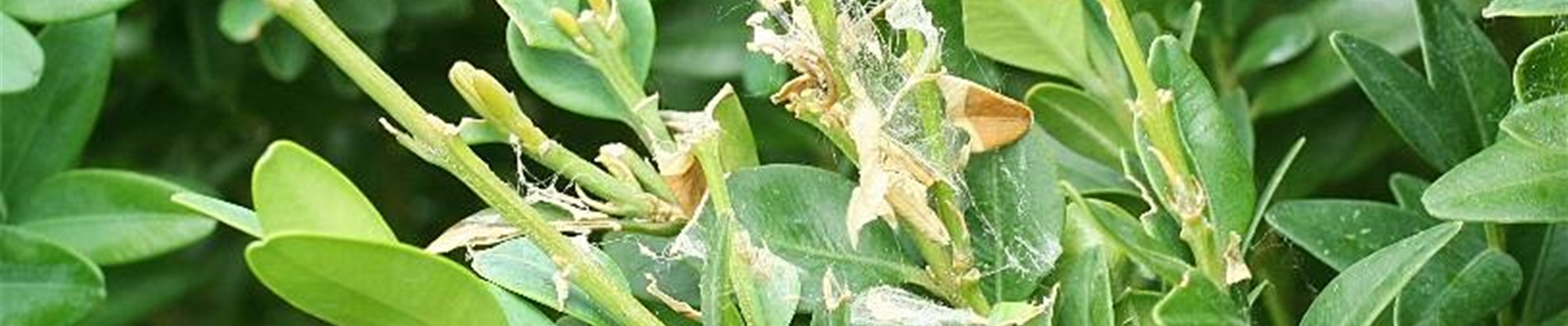 Buxus_zuensler_ schadbild1-800x600
