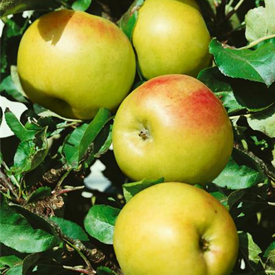 'Ballerina'® Säulenapfel