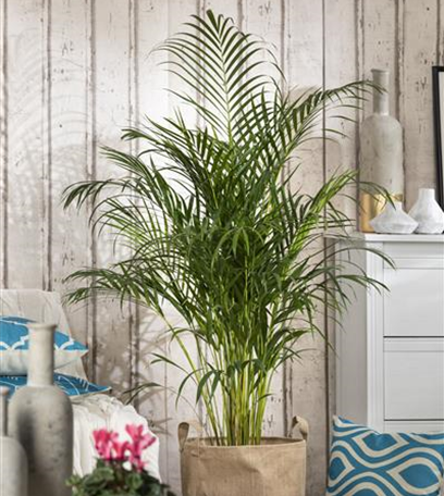 Die richtigen Grünpflanzen für zu Hause