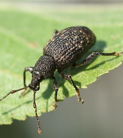 Dickmaulrüssler an Zwergmispeln