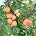 Prunus domestica subsp. syriaca 'Von Pillnitz'